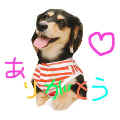 [LINEスタンプ] 愛犬ひまわり2