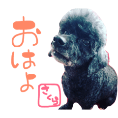[LINEスタンプ] まいにちさくら
