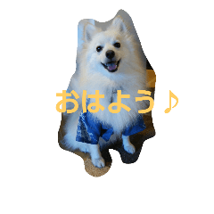 [LINEスタンプ] ポメラニアン？スピッツ？汰一