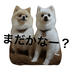 [LINEスタンプ] 雪ちゃん銀ちゃん