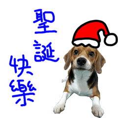 [LINEスタンプ] Beagle-Merry Christmas 2017