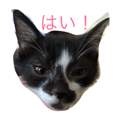 [LINEスタンプ] 愛猫コタローとウメ
