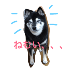 [LINEスタンプ] クロちゃんスタンプだよ