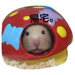 [LINEスタンプ] キンクマハムスターのたまごちゃん