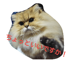 [LINEスタンプ] 可愛いチンチラゴールデン