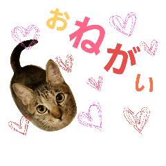 [LINEスタンプ] Lily ＆ Love friends...