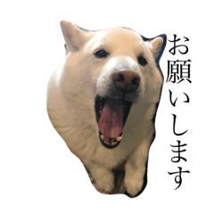 [LINEスタンプ] 白柴クーちゃん