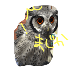 [LINEスタンプ] ウルラとカルラの日常