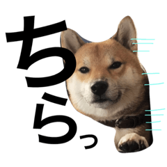 [LINEスタンプ] 柴兄弟
