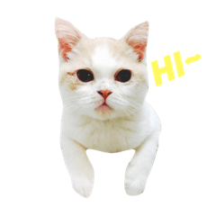[LINEスタンプ] Lamo