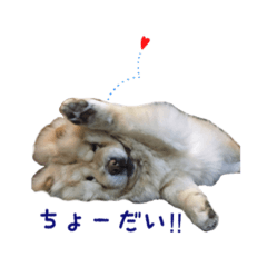 [LINEスタンプ] もこもこもこもこもこ