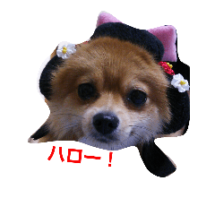 [LINEスタンプ] anzutosumomo5