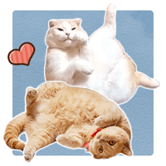 [LINEスタンプ] みるゆきねこスタンプ
