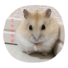 [LINEスタンプ] ハムスター好きのためのスタンプ☆そらまろ