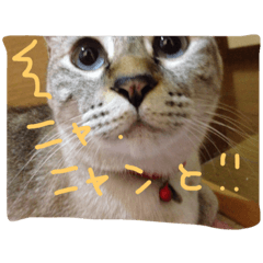 [LINEスタンプ] カカオとクルミ