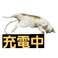 [LINEスタンプ] 茶ぶち猫シロの日常