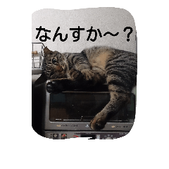 [LINEスタンプ] にゃん家