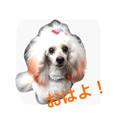 [LINEスタンプ] 名犬イドル