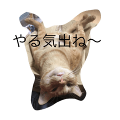 [LINEスタンプ] 風太くんスタンプ
