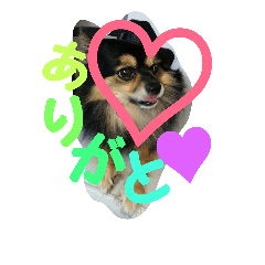 [LINEスタンプ] 愛犬ロック 8