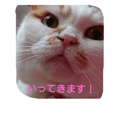 [LINEスタンプ] 癒やしの猫スタンプ