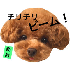 [LINEスタンプ] toypoodle sirasusenpai4