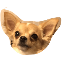 [LINEスタンプ] チワワ小麦