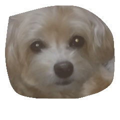 [LINEスタンプ] かわいい犬！