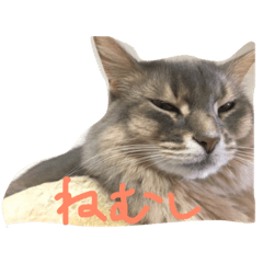 [LINEスタンプ] ふーにゃむスタンプ