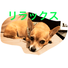 [LINEスタンプ] チワワの太郎と仲間たち