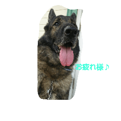 [LINEスタンプ] Shepherd.jack