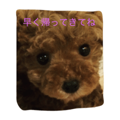 [LINEスタンプ] ココ心の叫び