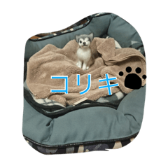 [LINEスタンプ] リキコリキ