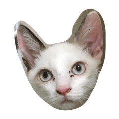[LINEスタンプ] 千晴家のカイとめいちゃん