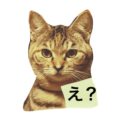 [LINEスタンプ] ねこのスタンプ A