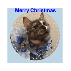 [LINEスタンプ] 可愛い猫 ねこ クリスマス お正月 年末年始の画像（メイン）