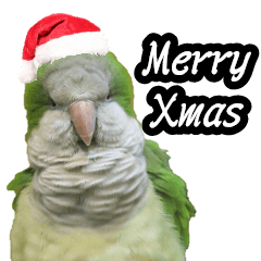 [LINEスタンプ] Merry Xmas from the cutest monk parrot！