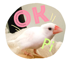 [LINEスタンプ] 白文鳥のおいりちゃん