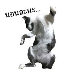 [LINEスタンプ] KodKham Cat