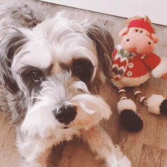 [LINEスタンプ] Merry Christmas My Schnauzer