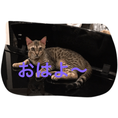 [LINEスタンプ] ♡ベルちゃんスタンプ♡
