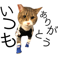 [LINEスタンプ] にゃろめ（猫）の日常スタンプ