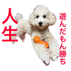 [LINEスタンプ] トイプードルのイアリくん第3弾です。