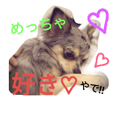 [LINEスタンプ] ブルーマールチワワ4