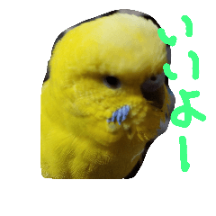 [LINEスタンプ] セキセイインコのリコちゃん