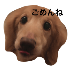 [LINEスタンプ] カイくんダックス1
