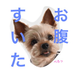[LINEスタンプ] ごんちゃんVer.1