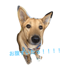[LINEスタンプ] 使えるこたろう