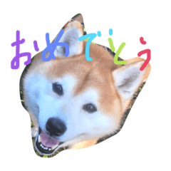 [LINEスタンプ] 柴犬ペーター2