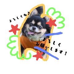 [LINEスタンプ] コングコートチワワのれもんちゃん